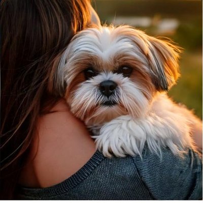 Shih Tzu - photo 25
