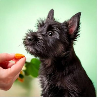 Scottish Terrier - photo 6