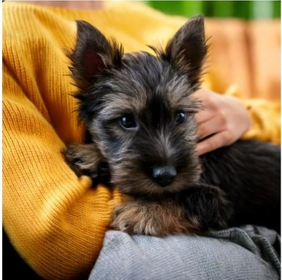Scottish Terrier - photo 7