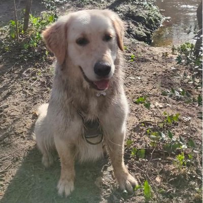Golden Retriever - photo 2
