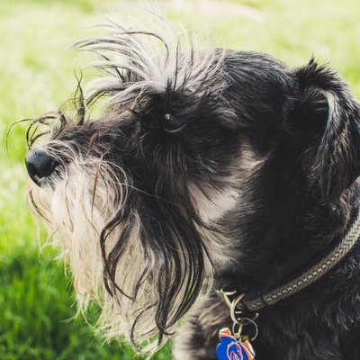 Schnauzer - Origines et histoires fascinantes du Schnauzer