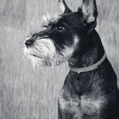 Schnauzer