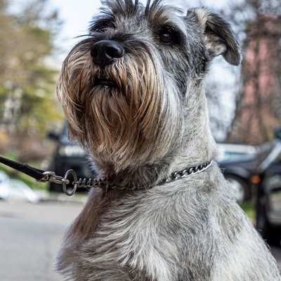 Schnauzer