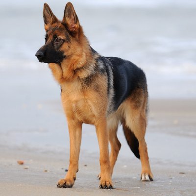 Berger Allemand - photo 10