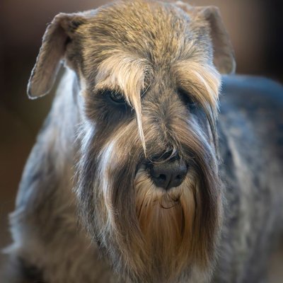 Schnauzer - Comment choisir mon chiot Schnauzer ?