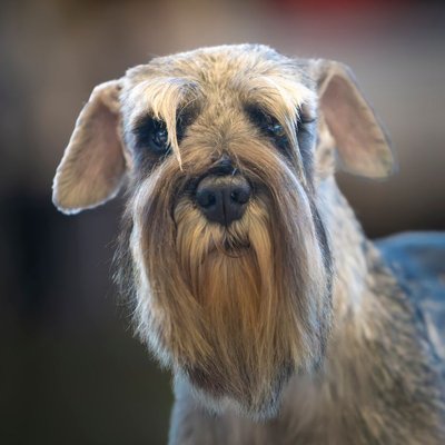 Schnauzer
