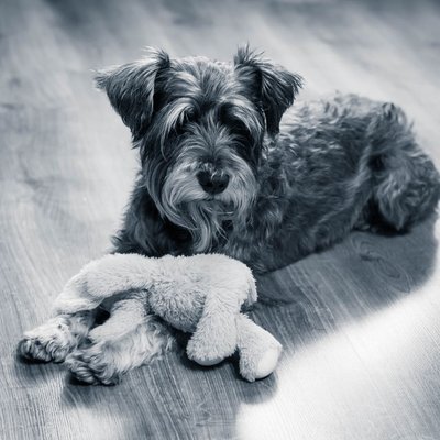 Schnauzer