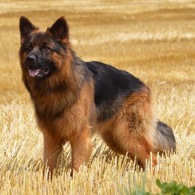 Berger Allemand - photo 11