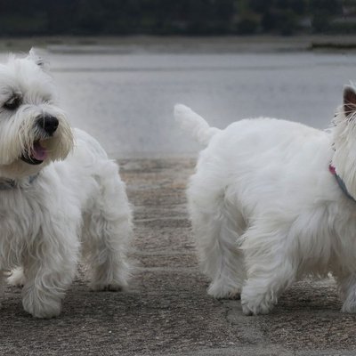West Highland Terrier - Origines et histoires fascinantes du West Highland Terrier