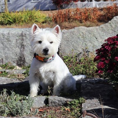 West Highland Terrier