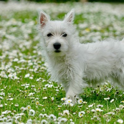 West Highland Terrier