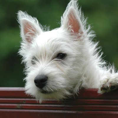 West Highland Terrier