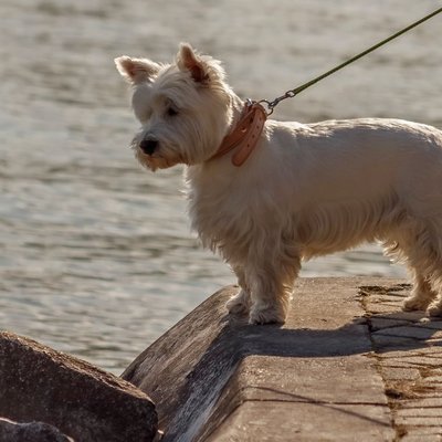 West Highland Terrier - Elevage, prix du West Highland Terrier