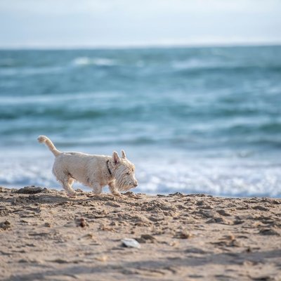 West Highland Terrier