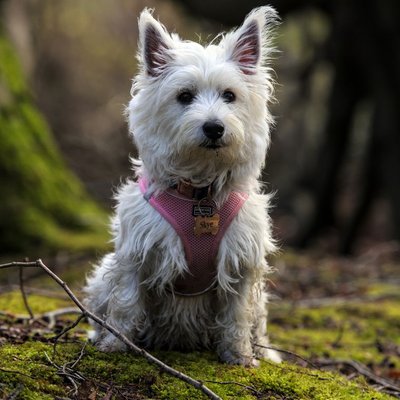 West Highland Terrier