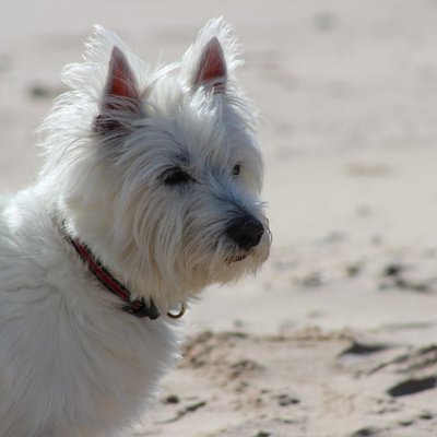West Highland Terrier