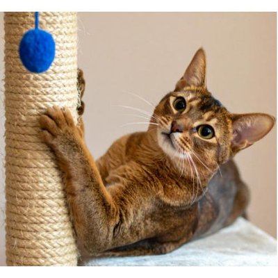 Abyssin - photo 4
