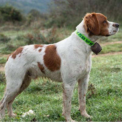 Epagneul Breton - photo 1