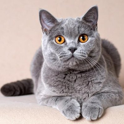 British Shorthair - photo 1