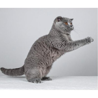 British Shorthair - photo 2