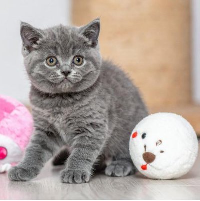 British Shorthair - photo 4