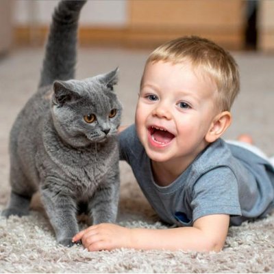 British Shorthair - photo 5