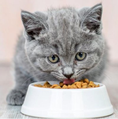 British Shorthair - photo 6