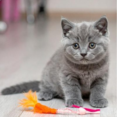 British Shorthair - photo 7