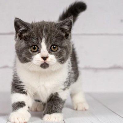 British Shorthair - photo 8