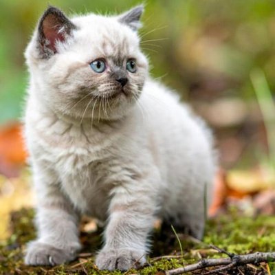 British Shorthair - photo 9