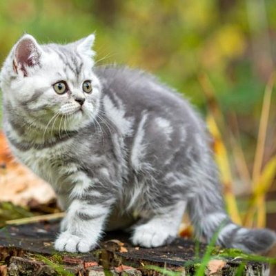 British Shorthair - photo 10
