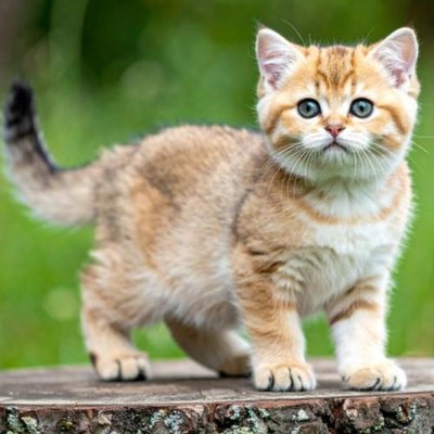 British Shorthair - photo 11