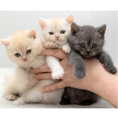 British Shorthair - photo 12