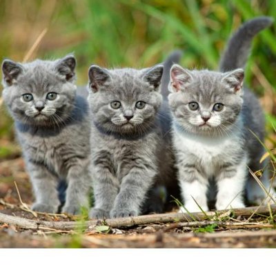 British Shorthair - photo 13