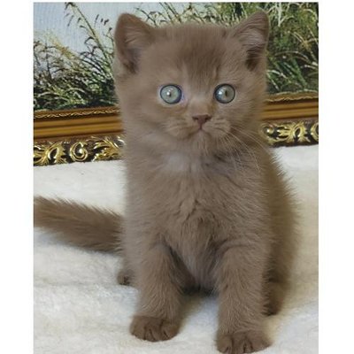 British Shorthair - photo 14