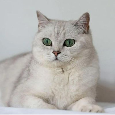 British Shorthair - photo 15