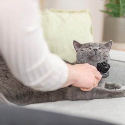 British Shorthair - photo 17