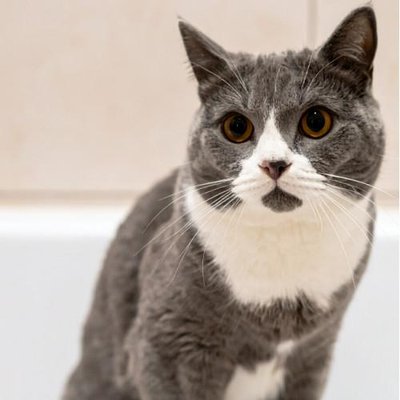 British Shorthair - photo 18