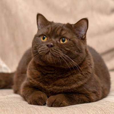 British Shorthair - photo 19