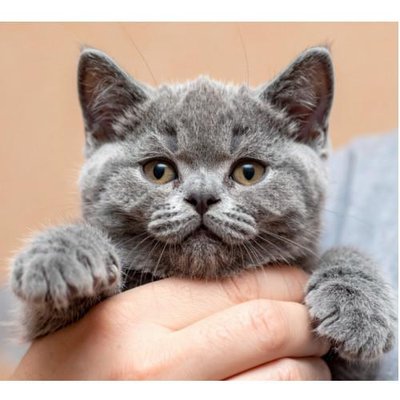 British Shorthair - photo 20