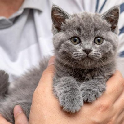 British Shorthair - photo 21