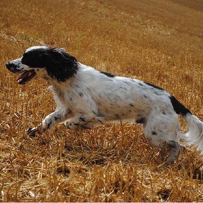 Epagneul Breton - photo 4