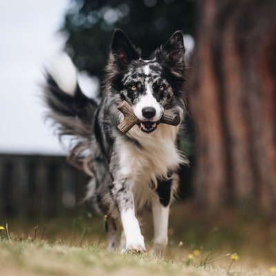 jouet résistant petit chien