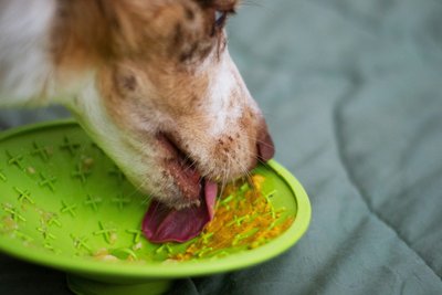 Les avantages de la pâtée pour chien : hydratation et plaisir
