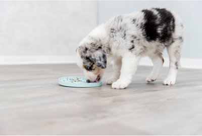 À quoi sert un tapis de léchage pour chien et chat ?