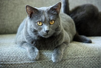 Portrait de Chartreux