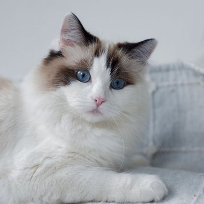 Ragdoll - Morphologie du Ragdoll
