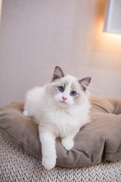 Ragdoll chat conditions de vie intérieur