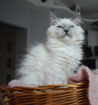 Ragdoll chat caractère doux et affectueux