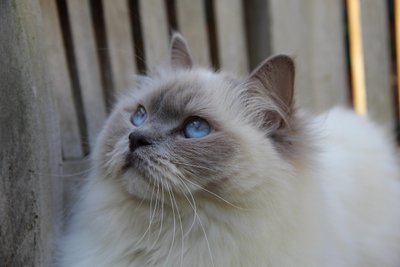 Ragdoll chat santé et bien-être